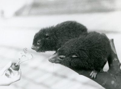 En voksen og ung Western Tree Hyrax sidder på en gren og læner sig over til en gulerodstop, som holdes for dem at spise, London Zoo af Frederick William Bond