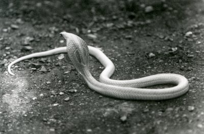 En albino indisk brilleformet AsianBinocellate Cobra med hovedet løftet og hætten spredt, London Zoo, september 1924 af Frederick William Bond