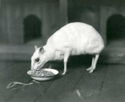 En albino Javan Chevrotain Java Mouse-Deer spiser fra en skål i London Zoo i 1926 af Frederick William Bond