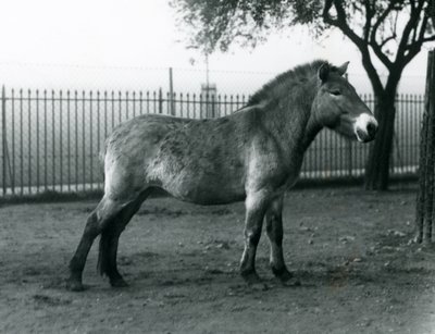 En truet Przewalskis Wild Horse stående i sin fold i London Zoo, oktober 1927 af Frederick William Bond