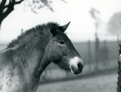 En truet Przewalskis Wild Horse stående i sin fold i London Zoo, oktober 1927 af Frederick William Bond