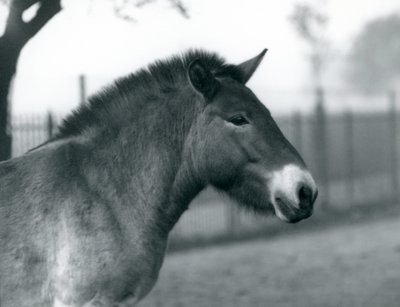 En truet Przewalskis Wild Horse stående i sin fold i London Zoo, oktober 1927 af Frederick William Bond