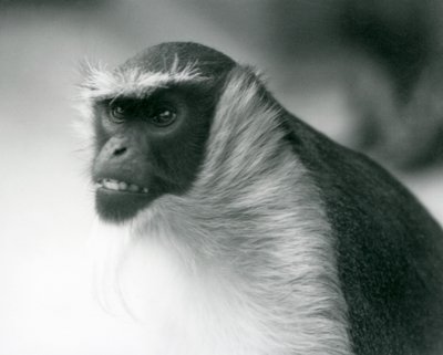 En truet Roloway-abe i London Zoo, 1927 af Frederick William Bond