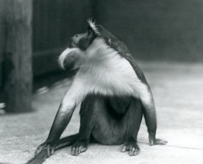 En truet Roloway-abe sidder på jorden og kigger opad, mens han holder halen, London Zoo, 1927 af Frederick William Bond