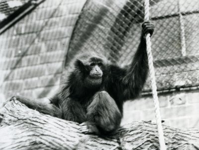 En truet Siamang-gibbon sidder på en træstamme og holder et reb, London Zoo, 1927 af Frederick William Bond