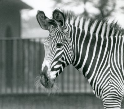 En kvinde/jenny truede Grevy