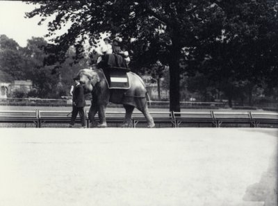 Den asiatiske elefant 