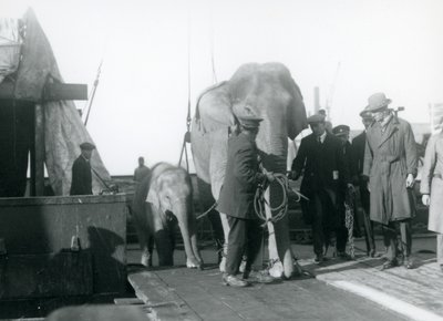 Asiatiske elefanter stiger af en båd på vej til London Zoo i 1927 af Frederick William Bond