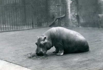 Flodhestebaby "Joan" spiser i London Zoo, september 1920 af Frederick William Bond