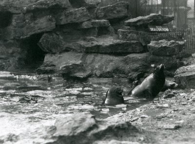 Californiske søløver med is på deres pool, London Zoo af Frederick William Bond