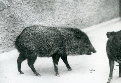 Collared Peccaries i London Zoo, 1927 af Frederick William Bond