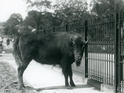 Europæisk bison Georgina ved barerne i hendes fold, London Zoo, 12. august 1926 af Frederick William Bond