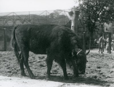 Europæisk bison Julia spiser græsset i sin fold, London Zoo, 12. august 1926 af Frederick William Bond