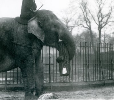 Kvindelig asiatisk elefant, 