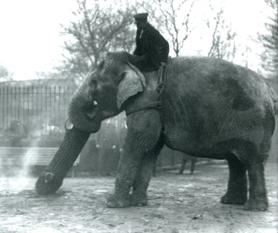 Kvindelig asiatisk elefant, 