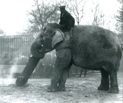 Asiatisk elefant kvinde, indianer, flytter tømmer med sin snabel, mens hendes vogter sidder på ryggen og dirigerer hende, London Zoo, 1925 af Frederick William Bond