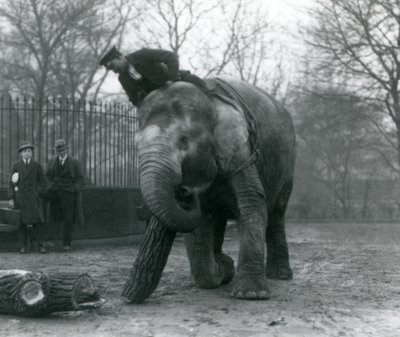 Kvindelig asiatisk elefant, indianer, flytter tømmer med sin snabel, mens hendes vogter sidder på ryggen og dirigerer hende og to andre mennesker ser på, London Zoo, 1925 af Frederick William Bond