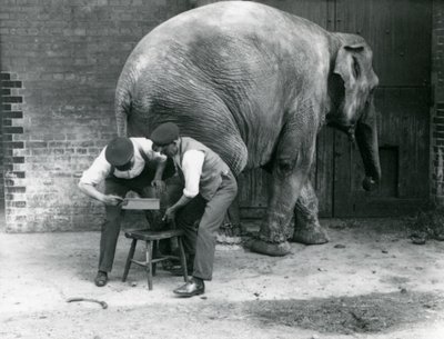 Den asiatiske kvindelige elefant Sundermalah får sine fødder trimmet af sine dyrepassere i London Zoo, august 1926 af Frederick William Bond