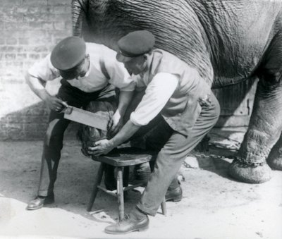 Den asiatiske kvindelige elefant Sundermalah får sine fødder trimmet af sine dyrepassere i London Zoo, august 1926 af Frederick William Bond