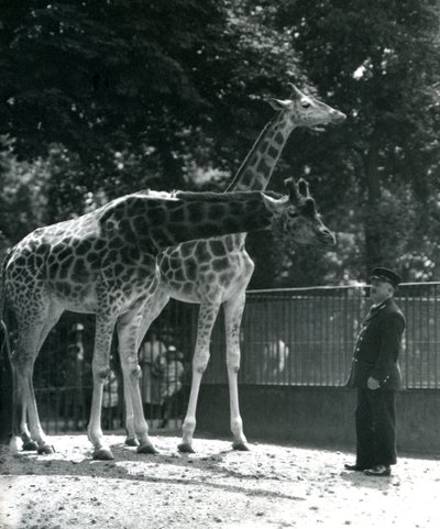 Kvindelige giraffer Maud og Maggie, med keeper Ernie Professor Bowman, London Zoo, juli 1924 af Frederick William Bond