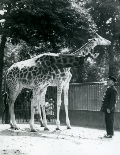 Kvindelige giraffer Maud og Maggie, med keeper Ernie Professor Bowman, London Zoo, juli 1924 af Frederick William Bond