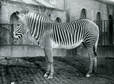 Kvinde Grevys Zebra, eller Imperial Zebra, Jennie står i sin fold i London Zoo, 1927 af Frederick William Bond