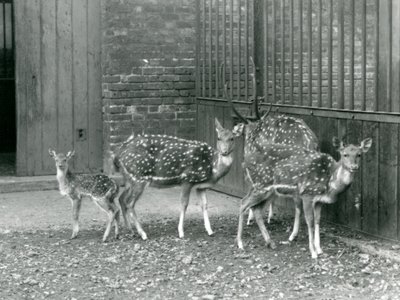 Four Axis Deer inklusive, en buk med gevirer og en fawn, i London Zoo i 1926 (s/h foto) af Frederick William Bond