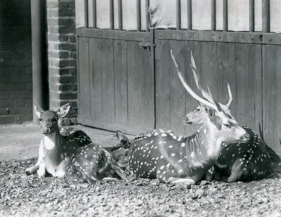 Four Axis Deer inklusive, en buk med gevir, i London Zoo i 1924 af Frederick William Bond
