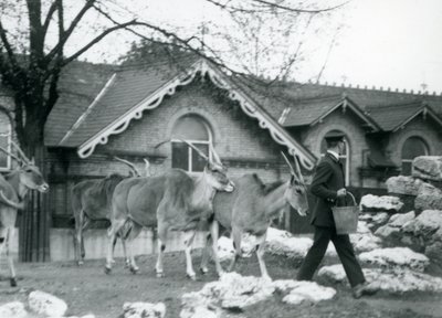 Fire Eland følger deres vogter, ved fodringstid, i folden uden for Antelope House, London Zoo, juni 1925 af Frederick William Bond