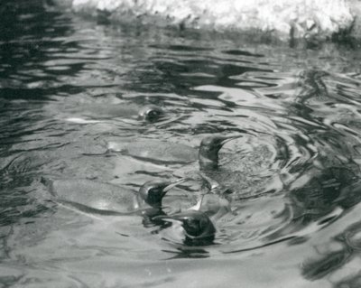 Fire kongepingviner svømmer i deres pool i London Zoo, juni 1927 af Frederick William Bond