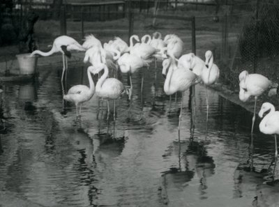 Større flamingoer på deres dam i London Zoo, 1926 af Frederick William Bond