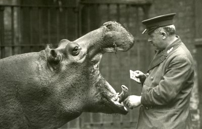 Flodhest Bobbie med målmand Ernie Bowman, London Zoo, 1927 af Frederick William Bond