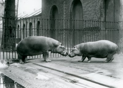 Flodheste Bobbie og Joan introduceres i London Zoo, 1923 (sort foto) af Frederick William Bond