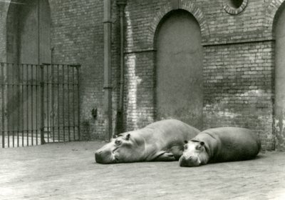 Flodhesterne Bobbie og Joan i London Zoo, juli 1923 (bw foto) af Frederick William Bond