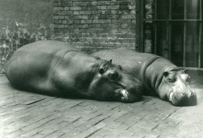 Flodhestene Bobbie og Joan liggende i deres indhegning i London Zoo, juli 1923 (bw foto) af Frederick William Bond