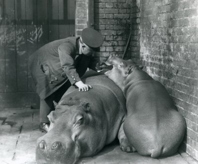Flodhesterne Joan og Jimmy i London Zoo i 1927 af Frederick William Bond