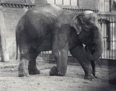 Indisk elefant, Assam Lukhi, knæler sammen med målmanden i London Zoo, april 1914 af Frederick William Bond