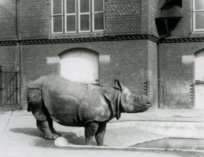 Det indiske næsehorn Felix stod ved kanten af sin pool i London Zoo i 1927 af Frederick William Bond