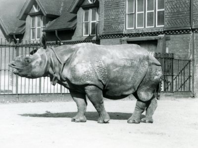 Indisk næsehorn Felix stående i sin fold i London Zoo, 1927 af Frederick William Bond