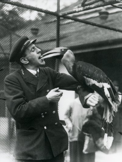 Keeper,T. Raggett fodrer en stor indisk næsehornsfugl med en frugt i munden. London Zoo 1924 af Frederick William Bond