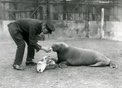 Keeper, Arthur Chandler, fodrer fisk til en ung hvalros, London Zoo, 1924 af Frederick William Bond