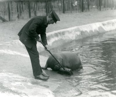 Keeper Arthur Chandler fejer Walrus-poolen, London Zoo, 1924 af Frederick William Bond