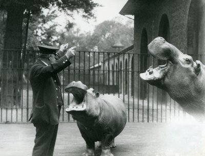 Keeper Ernie Bowman med flodhestene Bobbie og Joan i London Zoo, juli 1923 (bw foto) af Frederick William Bond