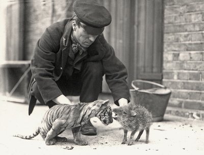 Keeper, H. Warwick, med en tigerunge og en peccary, taget i ZSL London Zoo, maj 1914 af Frederick William Bond