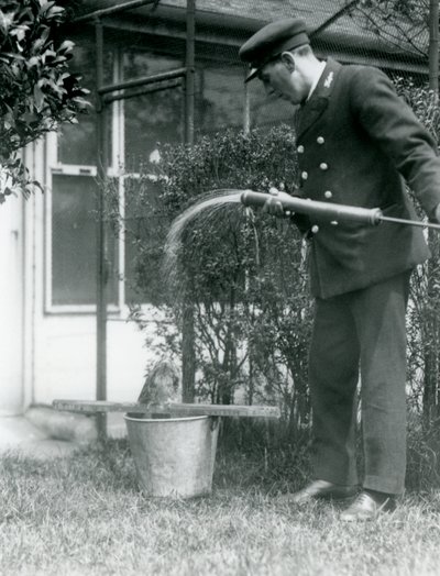 Keeper Thomas Raggett giver en Tawny Frogmouth et brusebad, London Zoo, 1924 af Frederick William Bond