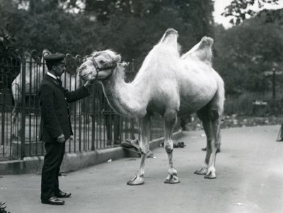 Vogter W. Styles med en baktrisk kamel i London Zoo, juli 1914 af Frederick William Bond