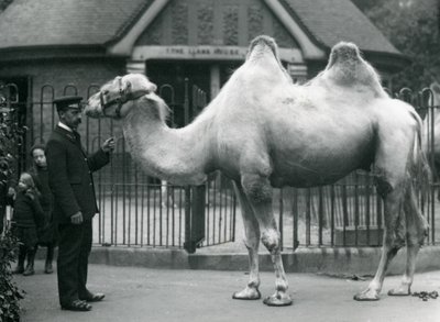 Vogter W. Styles med en baktrisk kamel uden for lamahuset i London Zoo, juli 1914 af Frederick William Bond
