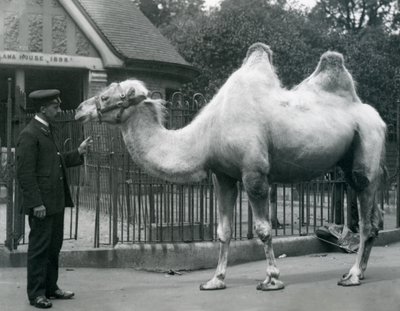 Keeper W. Styles, med en baktrisk kamel, uden for Lamahuset i London Zoo, juli 1914 af Frederick William Bond
