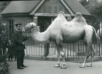 Keeper W. Styles, med en baktrisk kamel, uden for Lamahuset i London Zoo, juli 1914 af Frederick William Bond