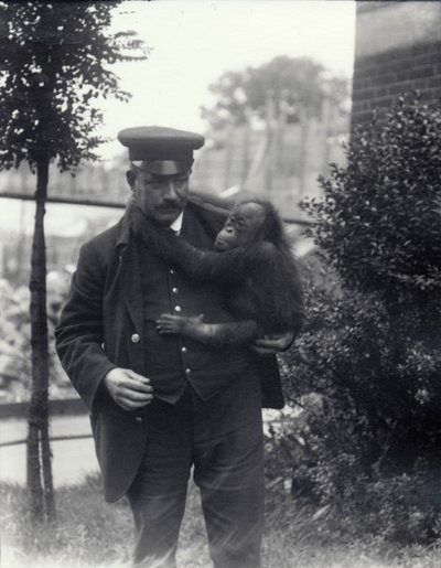 Keeper Z. Rodwell holder ung orangutang i London Zoo, oktober 1913 af Frederick William Bond